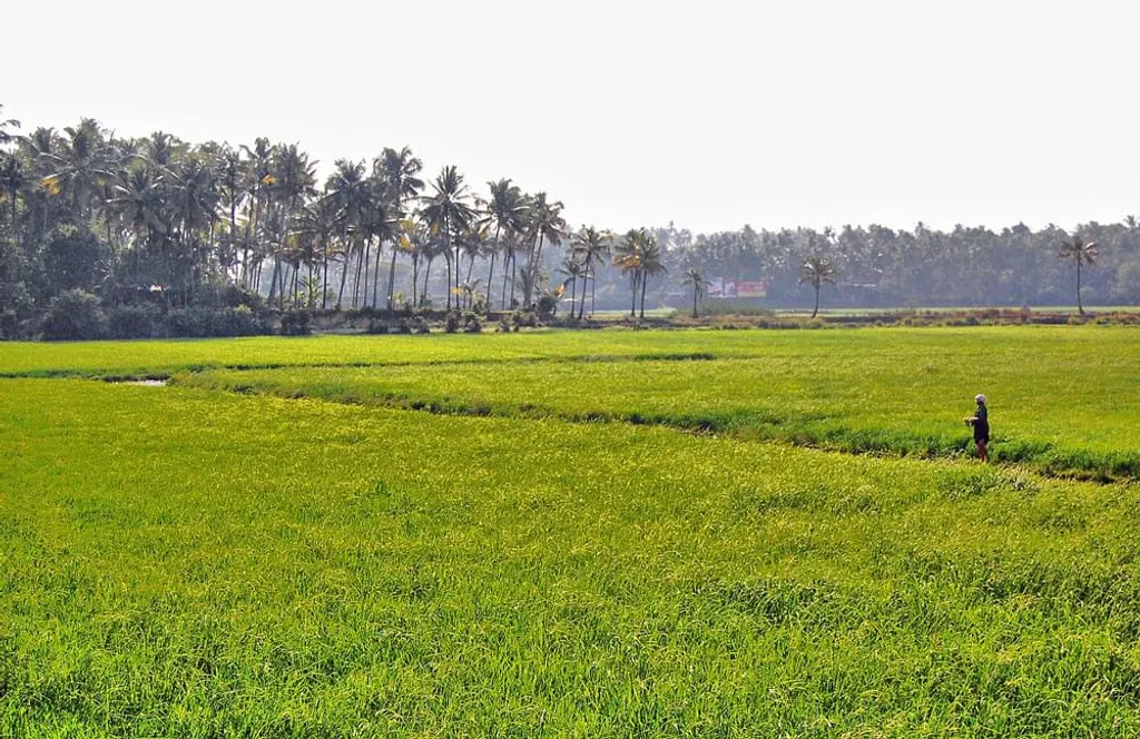 പാടക്കരയിൽ പാർക്കുകയും അടാട്ടുകോളിന്റെ ദൂരക്കാഴ്ചയെക്കുറിച്ച്  ‘കോൾപ്പടവിൻ നാലുപാടും /ഇപ്പോൾ / രാത്രിയൊരാംഫി തിയേറ്റർ ' (‘അടാട്ട്’ ) എന്ന്  ഇരുൾവരികൾ മാത്രം എഴുതുകയും ചെയ്ത ഞാൻ  വെളിച്ചത്തിന്റെയും വർണങ്ങളുടെയും നിരവധി കോൾനിലങ്ങളിലൂടെ സസൂക്ഷ്മം പിച്ചവച്ചുതുടങ്ങിയത്  ആ ആദ്യ അടച്ചിരിപ്പുകാലത്താണ്. / Photo : Wikimedia Commons.