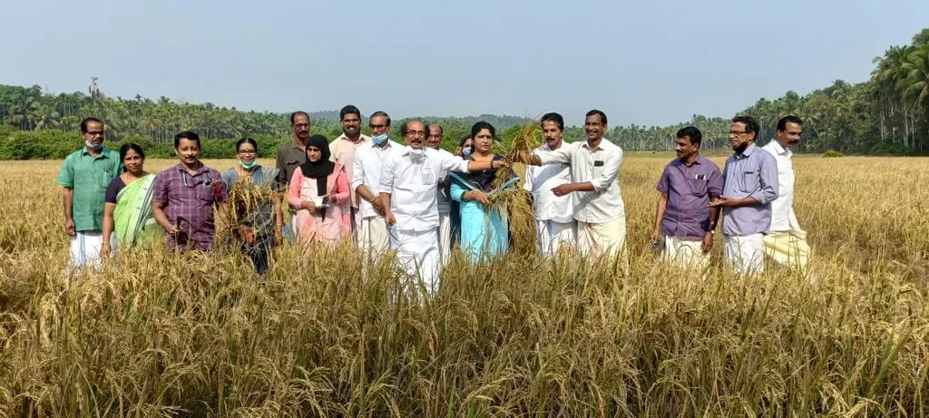 കുറ്റ്യാടി സർവീസ് സഹകരണ ബാങ്കിന്റെ നെൽകൃഷി വിളവെടുപ്പ് കെ.പി. കുഞ്ഞമ്മദ് കുട്ടി എം.എൽ.എ ഉദ്ഘാടനം ചെയ്യുന്നു / Photo : moonamvazhi