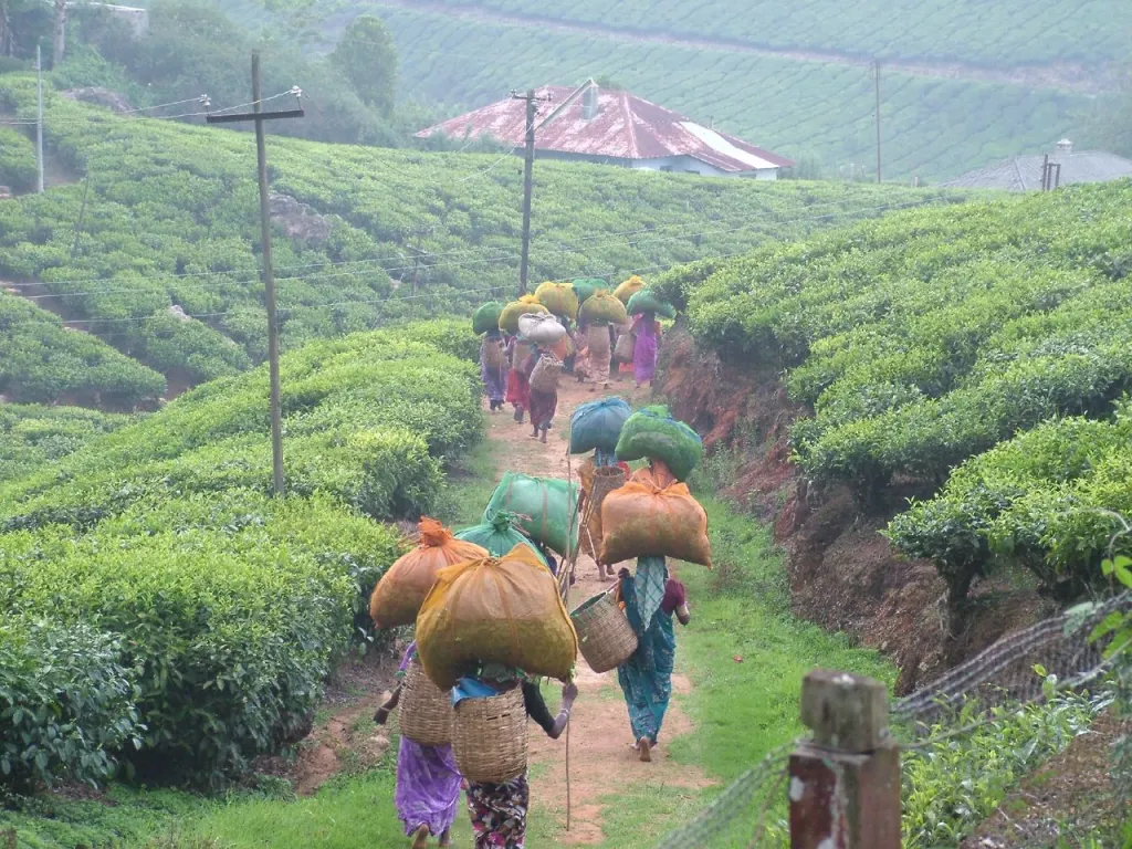 ഒരു തൊഴിലാളി ഒരു ദിവസം 30കിലോയെങ്കിലും തേയില വെട്ടണം എന്നത് നിർബന്ധമാണ്. സീസൺ സമയത്താണെങ്കിൽ 50 കിലോ ആണെങ്കിലും ഒരു തൊഴിലാളി വെട്ടി കൊടുക്കണം. Photo:  jonbrew / flickr 