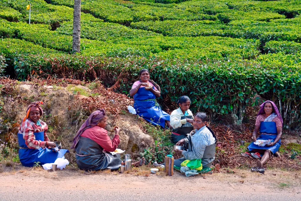 ഒരു തൊഴിലാളി തലേന്നു രാത്രിയുണ്ടാക്കിവച്ച ചോറും കറിയും കഴിച്ച് രാവിലെ പണിക്കു പോവും. പത്തുമണിക്ക് ഒരു റൊട്ടി കഴിച്ചാൽ ഉച്ചവരെ പിടിച്ചുനിൽക്കാം. ദൂരെയുള്ള ഫീൽഡ് ആണെങ്കിൽ അവർ ഭക്ഷണം കൊണ്ടുപോകും. Photo: Manfred Sommer / flickr