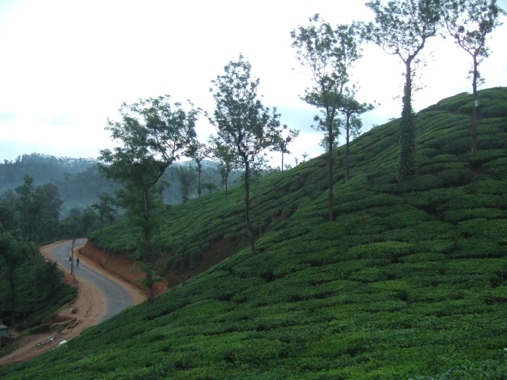 മേപ്പാടി പ്രദേശത്ത് നദികൾക്ക് ഒഴുക്ക് കൂടുതലാണ്. ഇവിടങ്ങളിൽ വയലുകൾ ഇല്ലെന്നുതന്നെ പറയേണ്ടിവരും. വെള്ളച്ചാട്ടങ്ങൾ ഏറെയുള്ള മേപ്പാടിയിൽ മഴയുടെ പ്രഭാവവും അതുമൂലമുണ്ടാകുന്ന അപക്ഷയവും കൂടുതലായിരിക്കും. Photo:  selvaa28 /flickr