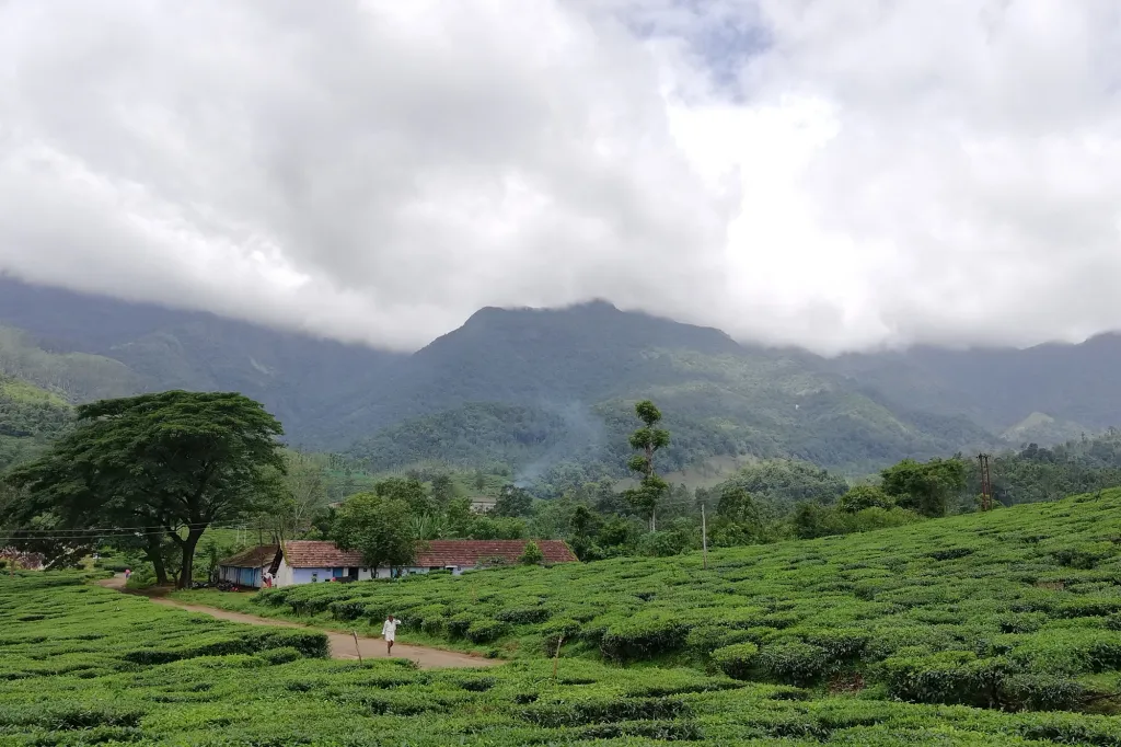 വയനാടിനെക്കുറിച്ചുള്ള ഏറ്റവും പഴക്കം ചെന്ന ഓർമ, ചെരിഞ്ഞ് പെയ്യുന്ന മഴയും തണുപ്പുമാണ്. 