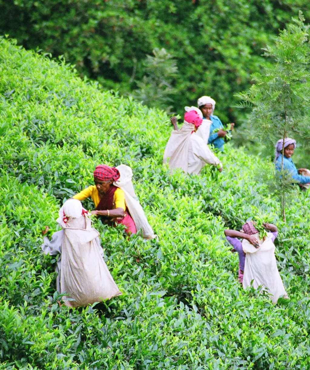 തൊഴിലാളികൾക്ക് മെച്ചപ്പെട്ട വീടും ജീവിത സാഹചര്യങ്ങളും നിഷ്കർഷിക്കുന്ന പ്ലാന്റേഷൻ ലേബർ ആക്ട്-1951 നടപ്പിലാക്കാൻ ഒരു മാനേജ്മെന്റും തയ്യാറായിട്ടില്ല. / Photo: Steenbergs, Flickr