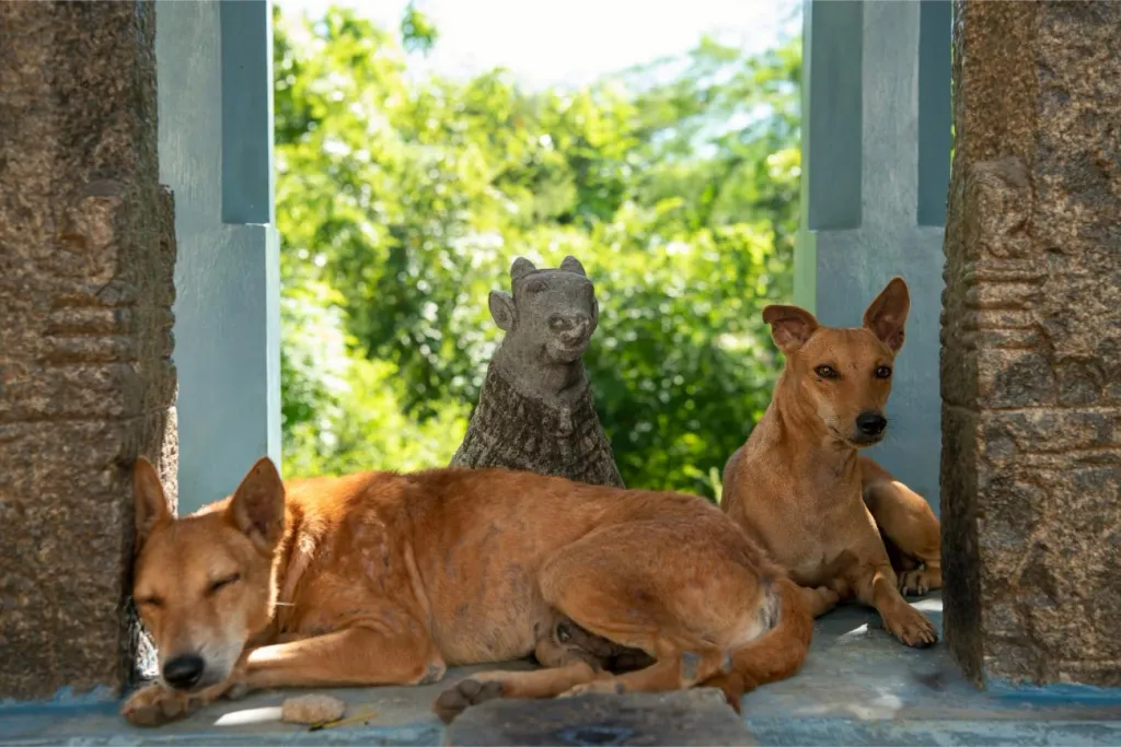 രമണാശ്രമം