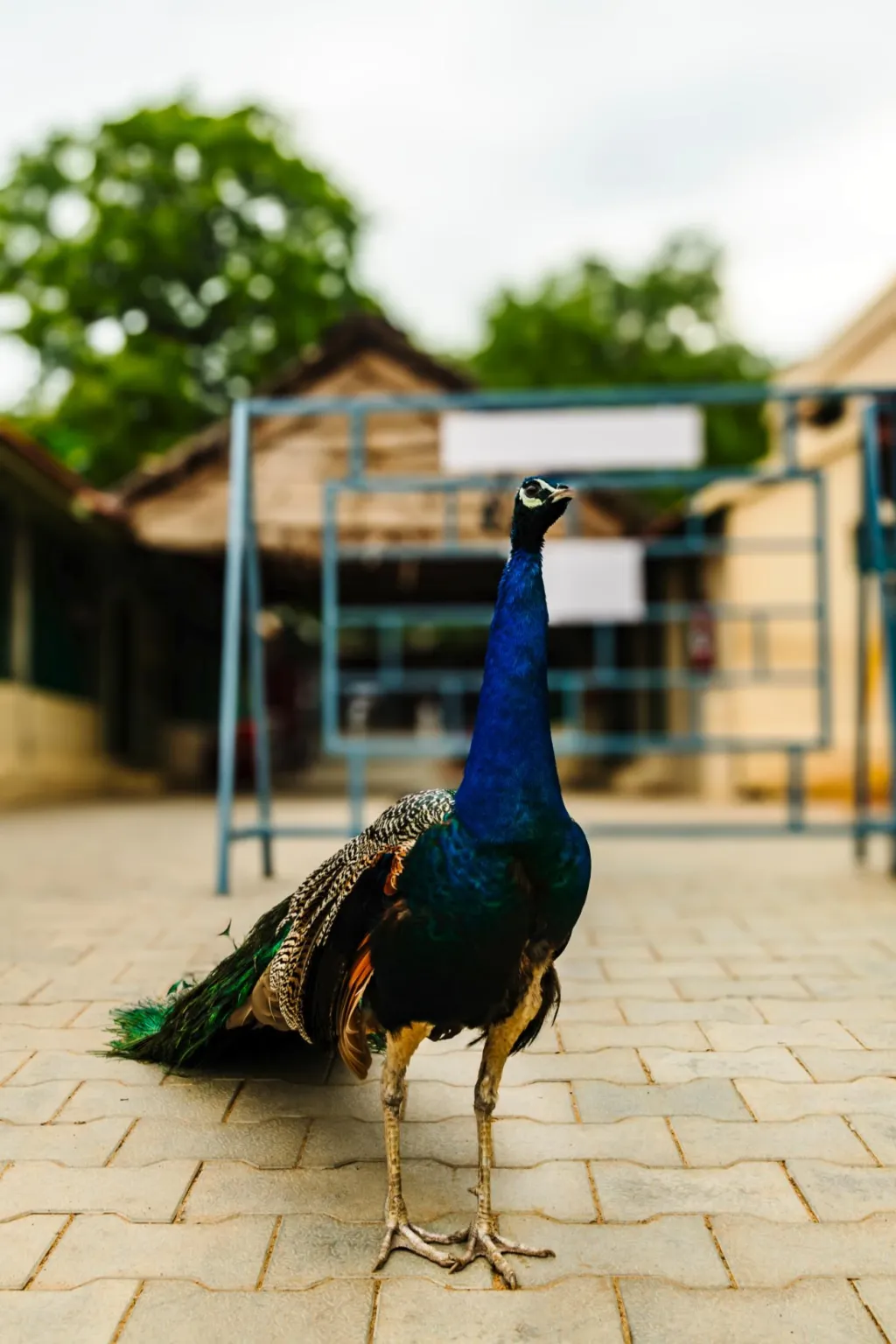 രമണാശ്രമത്തിലെ മയിൽ