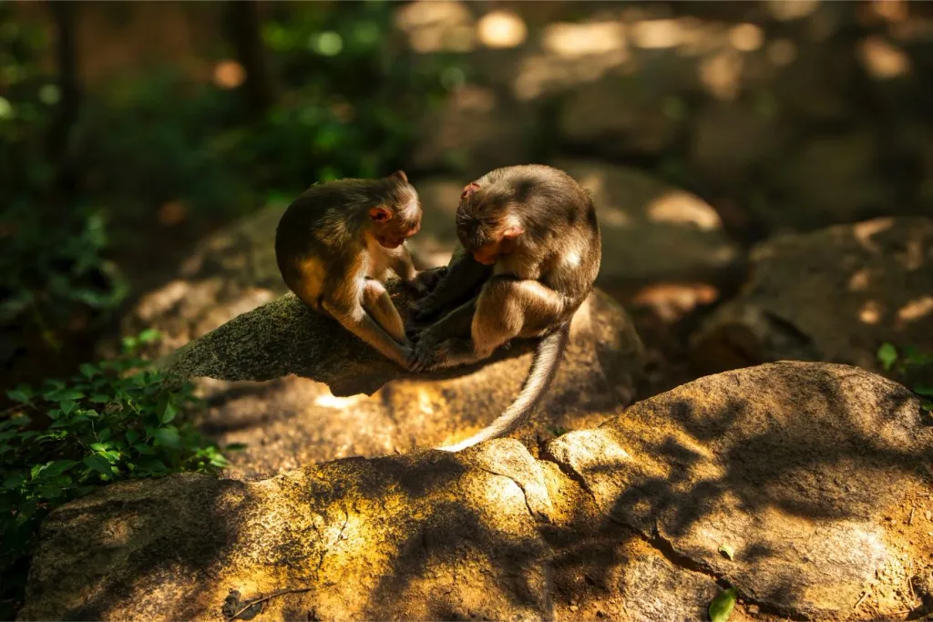 തിരുവണ്ണാമലയിലെ കാഴ്ച