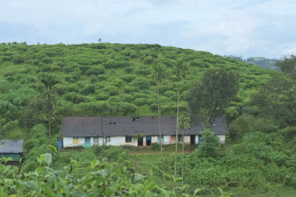 ചൂരല്‍ മലയില്‍ നിന്ന് അട്ടമലയിലേക്ക് പോകുമ്പോള്‍ കാണുന്ന എസ്റ്റേറ്റിലെ പാടികളിലൊന്ന്  / Photo : Badusha Fahad, 