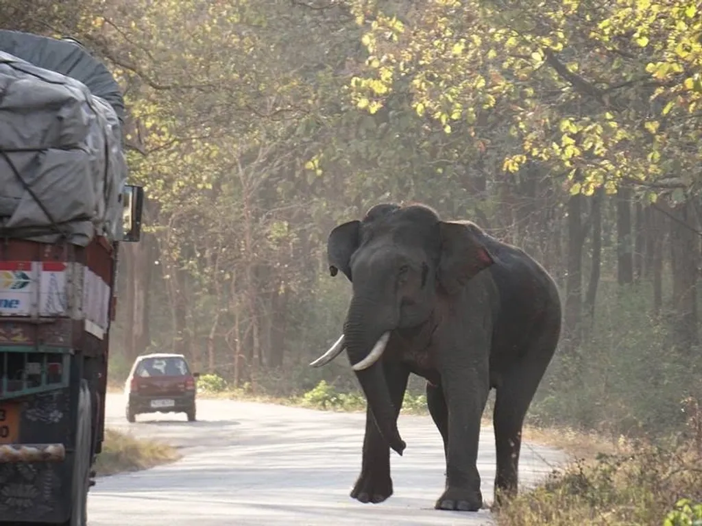 “Elephants remain major killers” എന്ന തലക്കെട്ട് മനഃപൂർവ്വം ഉപയോഗിക്കുന്നത് കാട്ടാനകൾ ഒരു 'Negative Other' ആണെന്നും മനുഷ്യന്റെ നിലനിൽപ്പിന് പ്രശ്നമുണ്ടാക്കുന്നുവെന്നും ഒരു പൊതു കാഴ്ചപ്പാട് സൃഷ്ടിക്കാനുള്ള ശ്രമത്തിൻെറ ഭാഗമായാണ്.| Photo: Sivarajan Kinavil