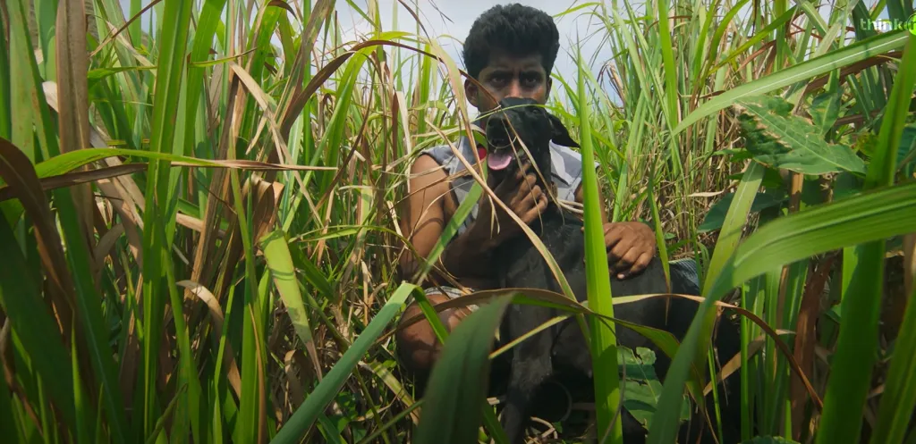 ജാതിവെറി കൊന്നുകളഞ്ഞ മനുഷ്യരുടെ പ്രതീകമാകുന്നുണ്ട് പരിയേറും പെരുമാളിലെ  കറുപ്പി. 