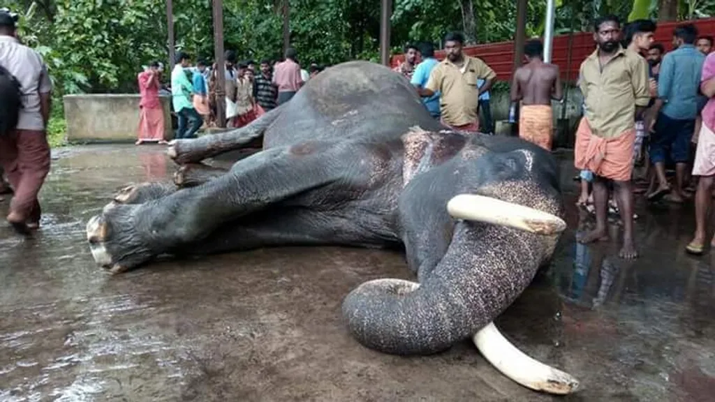 2018-നുശേഷം കേരളത്തിൽ 154 ആനകളാണ് പരിചരണം കിട്ടാതെ ചെരിഞ്ഞത്. 