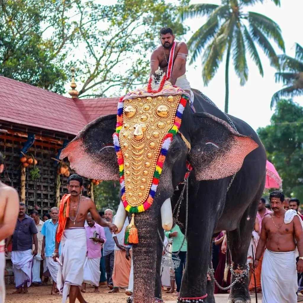 ആളുകൾക്ക് ആഹ്ലാദത്തോടെ കൂടിച്ചേരാവുന്ന ഒരിടത്ത് എങ്ങനെയാണ്, ഒരു കാലത്ത് സൈന്യത്തിന്റെ ഭാഗമായി ആളുകളെ കൊല്ലാനുപയോഗിച്ചിരുന്ന ആനകളെ കൊണ്ടുവരാൻ തുടങ്ങിയത്? . / photo: Anand Narayanan