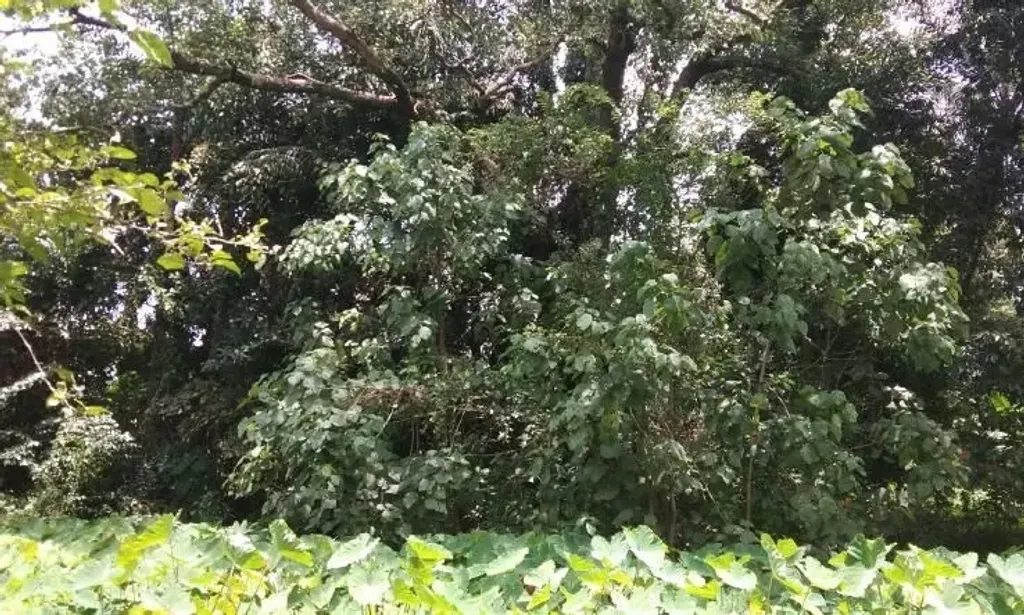 പാണ്ടിക്കാട്​​ ചന്തപ്പുര യുദ്ധത്തിൽ രക്തസാക്ഷികളായ ഖിലാഫത്ത്​ സമരക്കാരെ കൂട്ടിയിട്ട് കത്തിച്ച പ്രദേശം