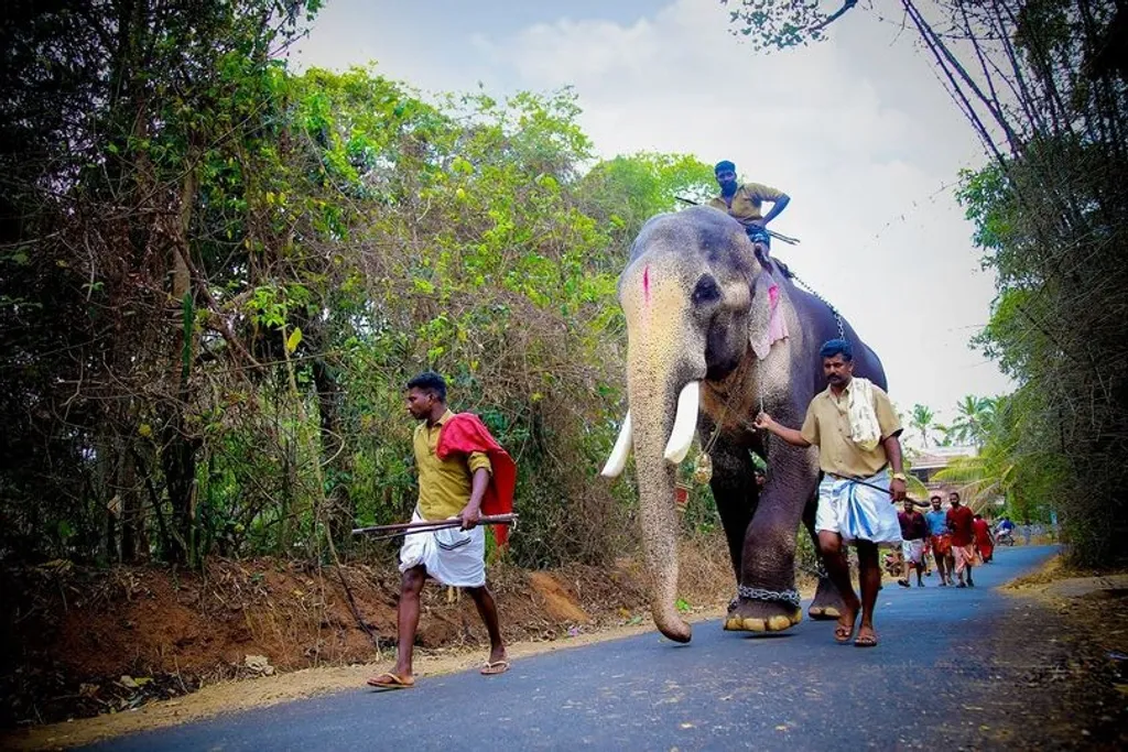 കാട്ടിലെ കരിയിലകളിലും മണ്ണിലും ചവിട്ടി നടക്കാൻ പാകമായ മൃദുവായ കാലടികളുള്ള കരയിലെ ഏറ്റവും വലിയ മൃഗത്തെയാണ് മനുഷ്യന്മാരുടെ പേരുകളുമിട്ട് നമ്മൾ ആയിരക്കണക്കിന് മനുഷ്യർക്കിടയിൽ ചുട്ടുപൊള്ളുന്ന വെയിലത്ത്, ചങ്ങലക്കിട്ട് അതിക്രൂരമായ പീഡനമുറകളാൽ ബന്ധിച്ച് ആഘോഷിക്കുന്നത്. | Photo: Sarath cherupulaserry