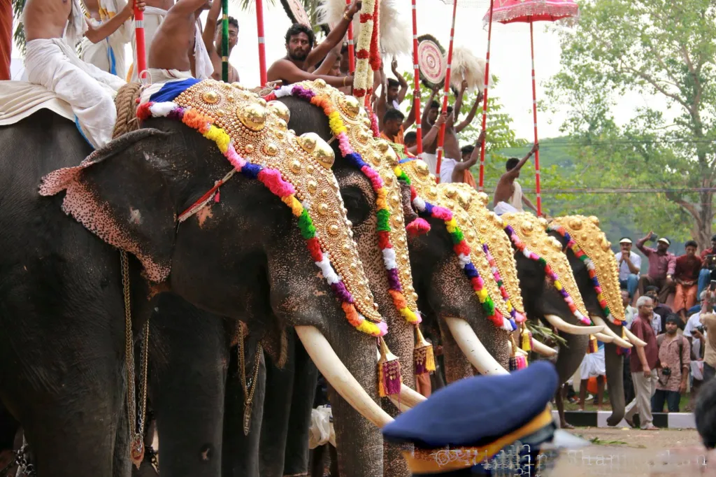 ആനകളെ ചങ്ങലക്കിട്ട് ഉത്സവത്തി നെഴുന്നള്ളിക്കേണ്ടത് നൂറ്റാണ്ട് പഴക്കമുള്ള സംസ്കൃതിയുടെ സംരക്ഷണത്തിന് അത്യന്താപേക്ഷിതമാണെന്ന് പറയുമ്പോൾ ആ ഭാഷ, പത്തൊൻപതാം നൂറ്റാണ്ടിലെ ചില "ദേശീയവാദി'കളുടെ (ഹൈന്ദവം എന്നു കൂടി വിളിക്കാം, ചില അർത്ഥത്തിൽ) വിചാരഭാഷയാണ് . 