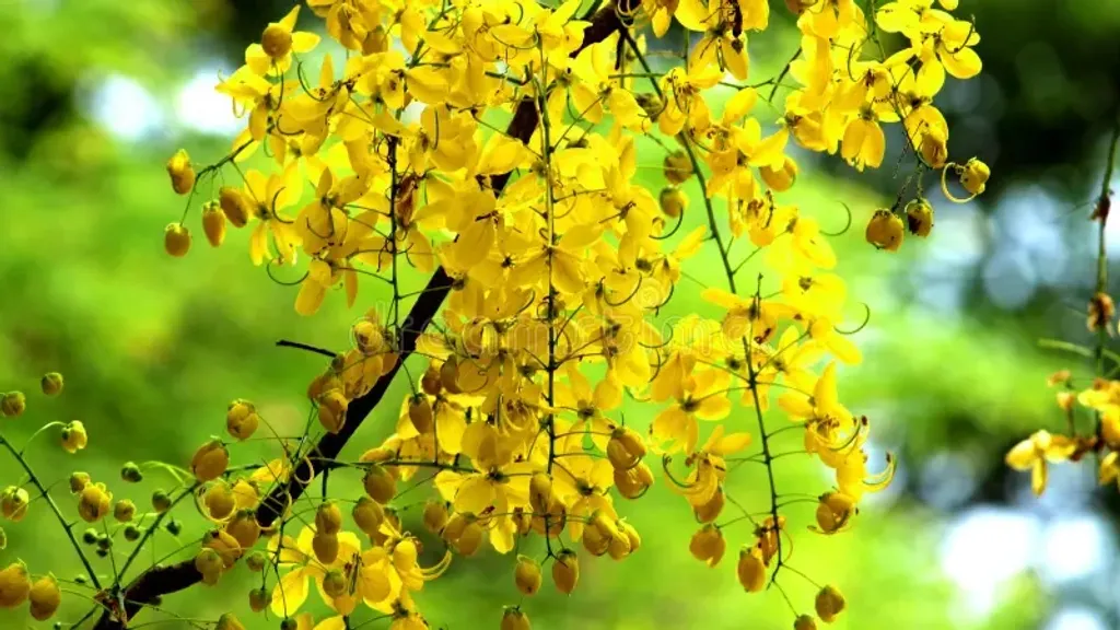സുഗ്രീവൻ എന്ന അധികാരമോഹിയായ തന്റെ അനുയായിക്ക് വേണ്ടി കഥയിലെ നായകൻ ബാലി എന്ന നിരപരാധിയെ കൊന്നു. കൊലപാതകത്തിന് സാക്ഷിയായതുകൊണ്ടാണ് Cassia fistula-ക്ക് കൊന്നമരം എന്ന പേര് വന്നത്രെ.