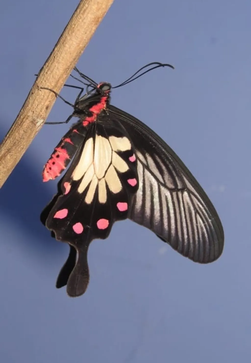 ആർദ്ര നിത്യ ഹരിതവനമാണ് മലബാർ റോസിന്റെ ഇഷ്ടപ്പെട്ട ആവാസം. പതുക്കെയാണ് പറക്കൽ. ഏറെ പൊക്കത്തിൽ പറക്കാറില്ല. 