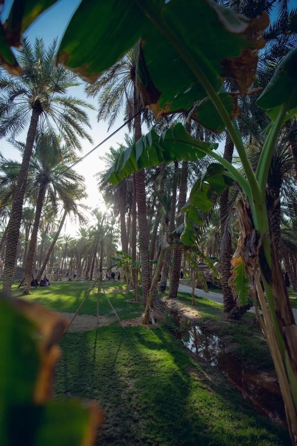 ബുറൈദയിലെ ഈന്തപ്പഴ തോട്ടം 