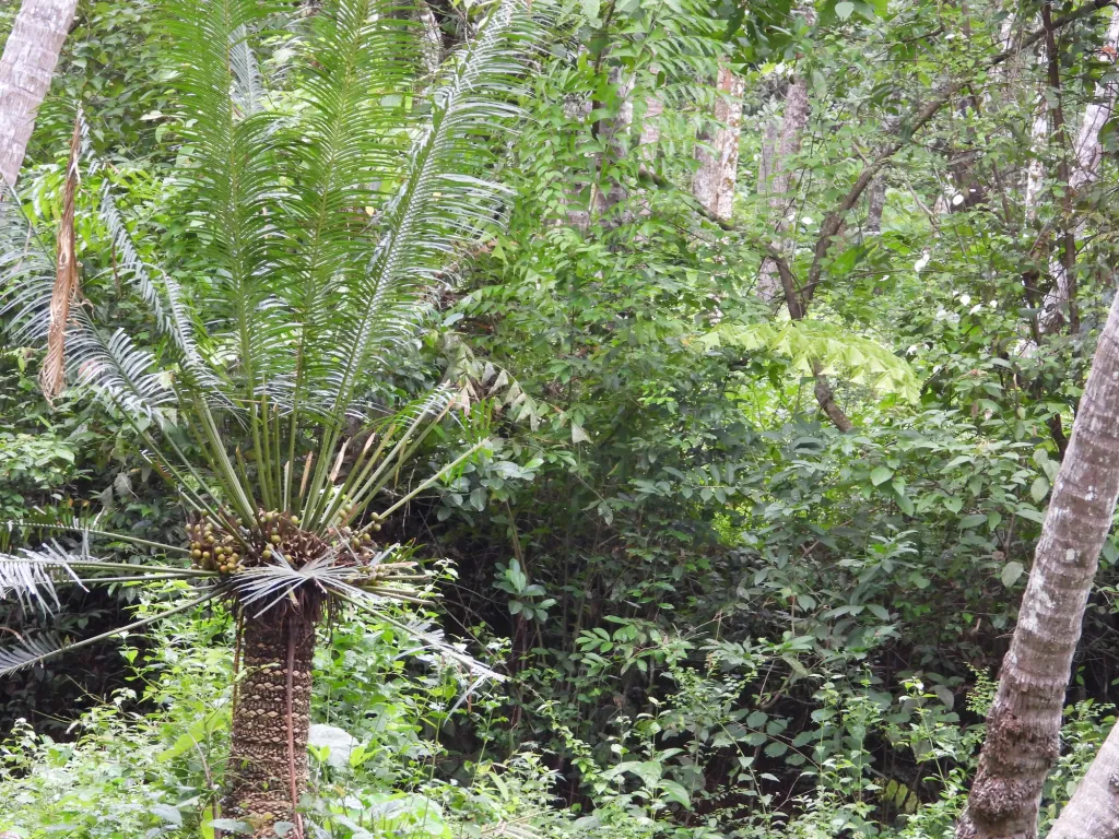 ഈന്താണ് കോഴിക്കോട് ജില്ലയുടെ പൈതൃക വൃക്ഷം. വംശനാശം നേരിടുന്ന ഒരു പുരാതന വൃക്ഷമാണിത്. 