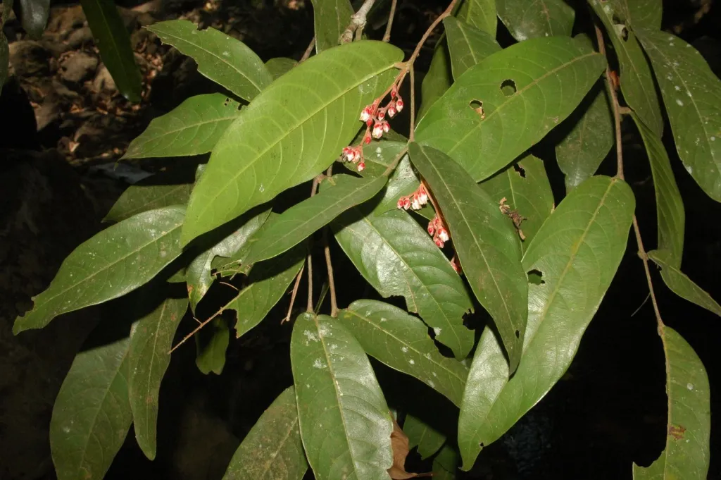 ദക്ഷിണ പശ്ചിമ ഘട്ടത്തിലെ ഒരു തദ്ദേശീയ (Endemic) വൃക്ഷമാണ് ഈയകം.. അതായത്, ലോകത്ത് മറ്റൊരിടത്തും ഈ വൃക്ഷം വളരുന്നില്ല എന്ന് ചുരുക്കം. 
