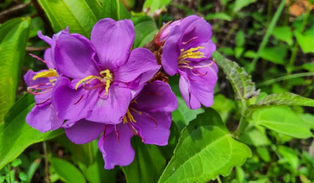 കദളി, കലം പൊട്ടി എന്നിങ്ങനെ കേരളത്തിൽ പല പേരുകളിലും ഇത് അറിയപ്പെടുന്നെണ്ടെങ്കിലും മലബാറിൽ പൊതുവെ അതിരാണി എന്നാണ് വിളിക്കുന്നത്. ഇതിന്റെ കായ കടിച്ചാൽ നാവ് ഇരുണ്ടതാകും. 