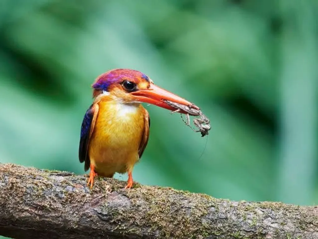 മേനിപ്പൊന്മാനെ അന്താരാഷ്ട്ര പ്രകൃതിസംരക്ഷണ സമിതി (IUCN) നാശസാധ്യതയുള്ള (Near Threatened)പക്ഷികളുടെ ഗണത്തിലാണ് ഉൾപ്പെടുത്തിയത്.