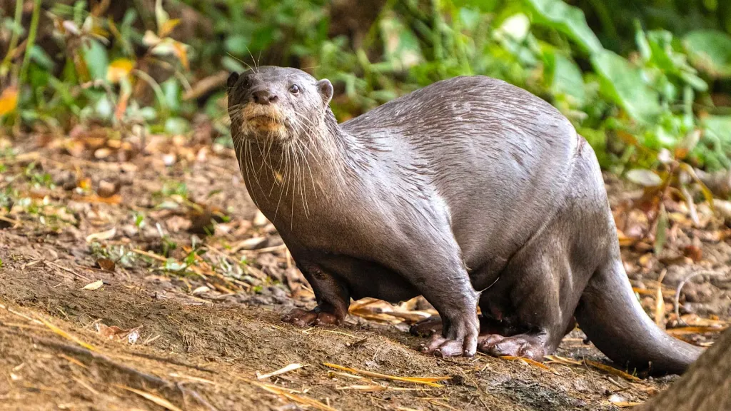  ജലത്തിൽ നിന്ന് ശിരസ്സ് ഉയർത്തിപ്പിടിച്ചു ചുറ്റുപാടും വീക്ഷിക്കുന്ന ശീലമുണ്ട്. നീർനായകളുടെ  എണ്ണം കേരളത്തിൽ കുറഞ്ഞു വരുന്നതായിട്ടാണ് നിഗമനം. 