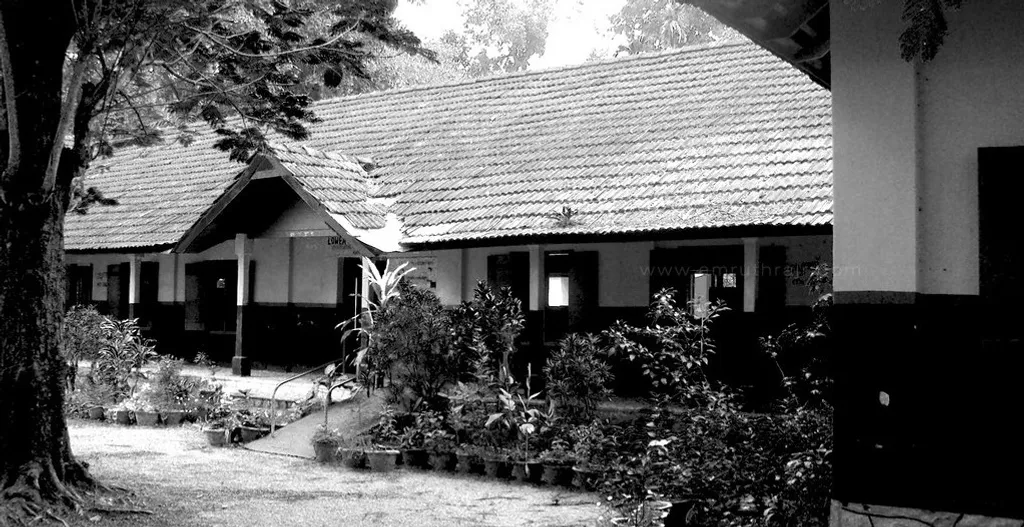 ഉച്ചബെൽ മുഴങ്ങുമ്പോൾ മോഹനൻ ഒന്നാം ക്ലാസ്സിലേക്കോടിവരും. എന്റെ കൈ പിടിച്ച് നെല്ലിച്ചോട്ടിലേക്ക് ഓടും. പറ്റാവുന്നത്ര ഉയരത്തിൽ കയറി കൊമ്പു കുലുക്കും. അത് വേഗത്തിൽ പെറുക്കേണ്ട ജോലി എന്റേതാണ്. 