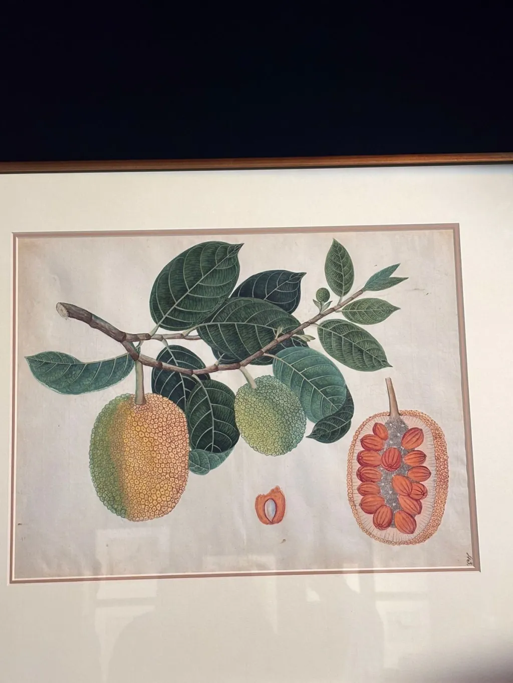 ഡൽഹി ആർട്ട്‌ ഗ്യാലറിയിലെ A Treasury of Life -Indian Company Painting C 1790 -1835 എന്ന പ്രദർശനത്തിൽ നിന്ന്.