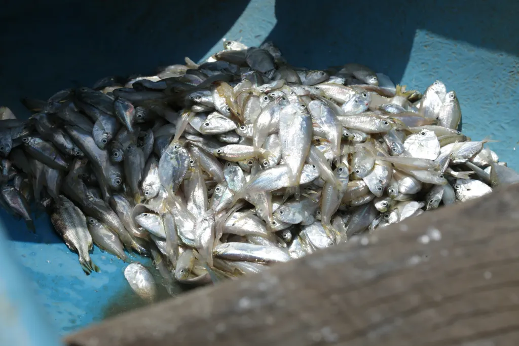 അപകടങ്ങൾക്കുശേഷം, കടൽ മൽസ്യം കഴിക്കുന്നതിനെക്കുറിച്ച് ചില മാധ്യമങ്ങളും സോഷ്യൽ മീഡിയയും ആശങ്കയുണ്ടാക്കിയിരുന്നു. 