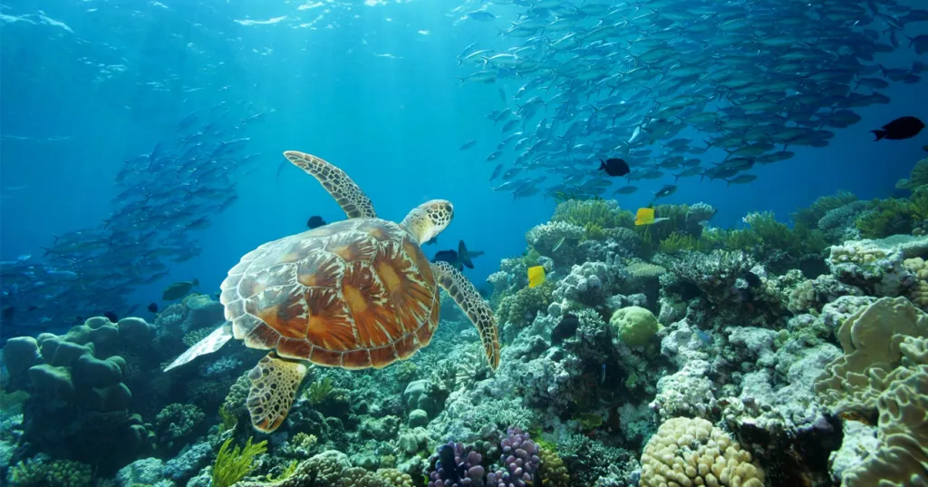 ലോകത്തെ ഏറ്റവും വലിയ പവിഴപ്പുറ്റ് സങ്കേതം, Great Barrier Reef.