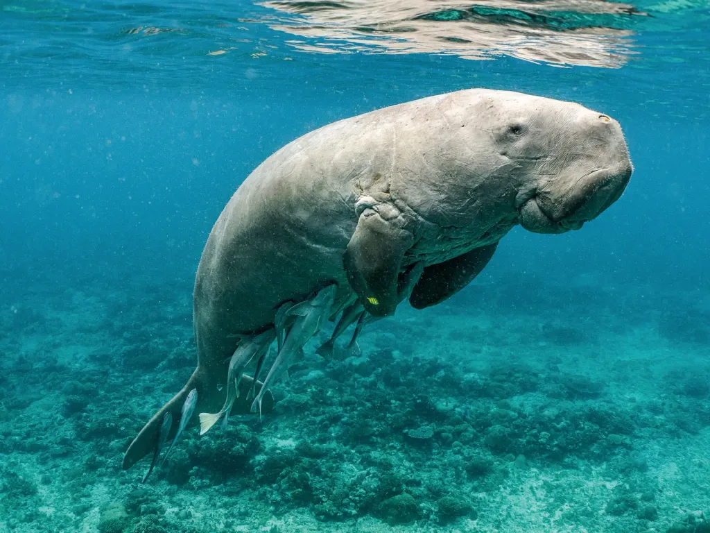 Dugong dugon എന്ന ജൈവനാമമുള്ള സസ്തനിയാണ് സുഹൃത്തുക്കളെ ഈ കടൽപ്പശു