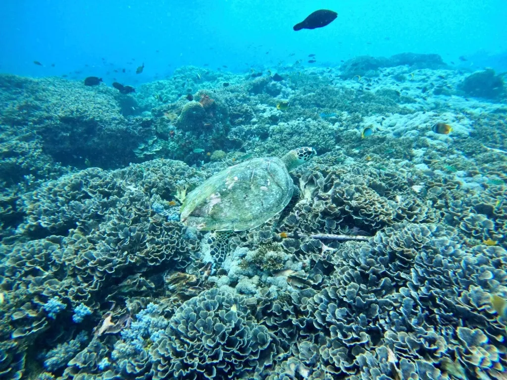 സമുദ്ര ജൈവവൈവിധ്യത്തിന് ദീർഘകാല സംരക്ഷണം ഉറപ്പാക്കാൻ അന്താരാഷ്ട്ര ഉടമ്പടികൾ ലക്ഷ്യമിടുന്നുണ്ടെങ്കിലും, ഇന്ത്യൻ തീരത്ത് ഈയടുത്ത് ഉണ്ടായ രണ്ട് ദുരന്തങ്ങൾ ചൂണ്ടിക്കാണിക്കുന്നത്, നമ്മുടെ സമുദ്ര ആവാസവ്യവസ്ഥ എത്രത്തോളം ദുർബലമാണെന്നാണ്.