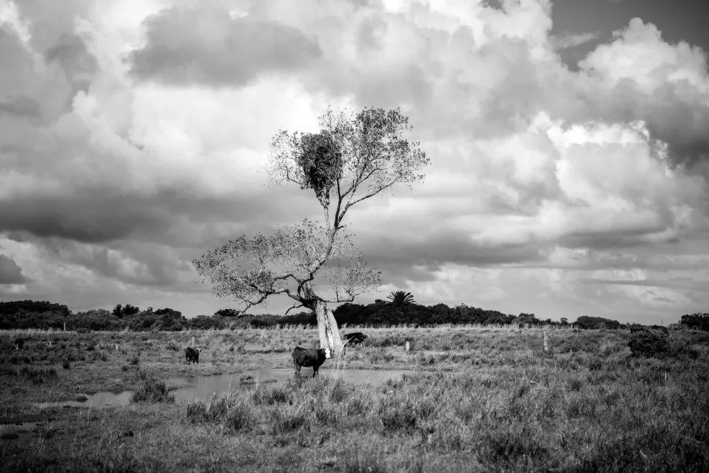 ഒരു ജീവവൃക്ഷം പോലെ, മരങ്ങൾ പരസ്പരം ബന്ധപ്പെട്ടിരിക്കുന്നു. മണ്ണിനടിയിൽ അവയുടെ വേരുകൾ പരസ്പരം കെട്ടിപിടിച്ചിരിക്കുന്നതുപോലെ.