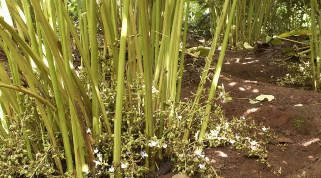 മുൻകാലങ്ങളിൽ ആഗോള ഏലം വിപണിയിൽ ഇന്ത്യയുടെ ഏകാധിപത്യം നിലനിന്നിരുന്നു. എന്നാൽ സമീപകാല വിപണി പ്രവണതകൾ സൂചിപ്പിക്കുന്നത് മറ്റ് ഏലം ഉത്പാദക രാജ്യങ്ങളുടെ വളർച്ച ഇന്ത്യയുടെ മേൽക്കോയ്മയ്ക്ക് ഭീഷണിയായി മാറിയിരിക്കുന്നു എന്നാണ്.