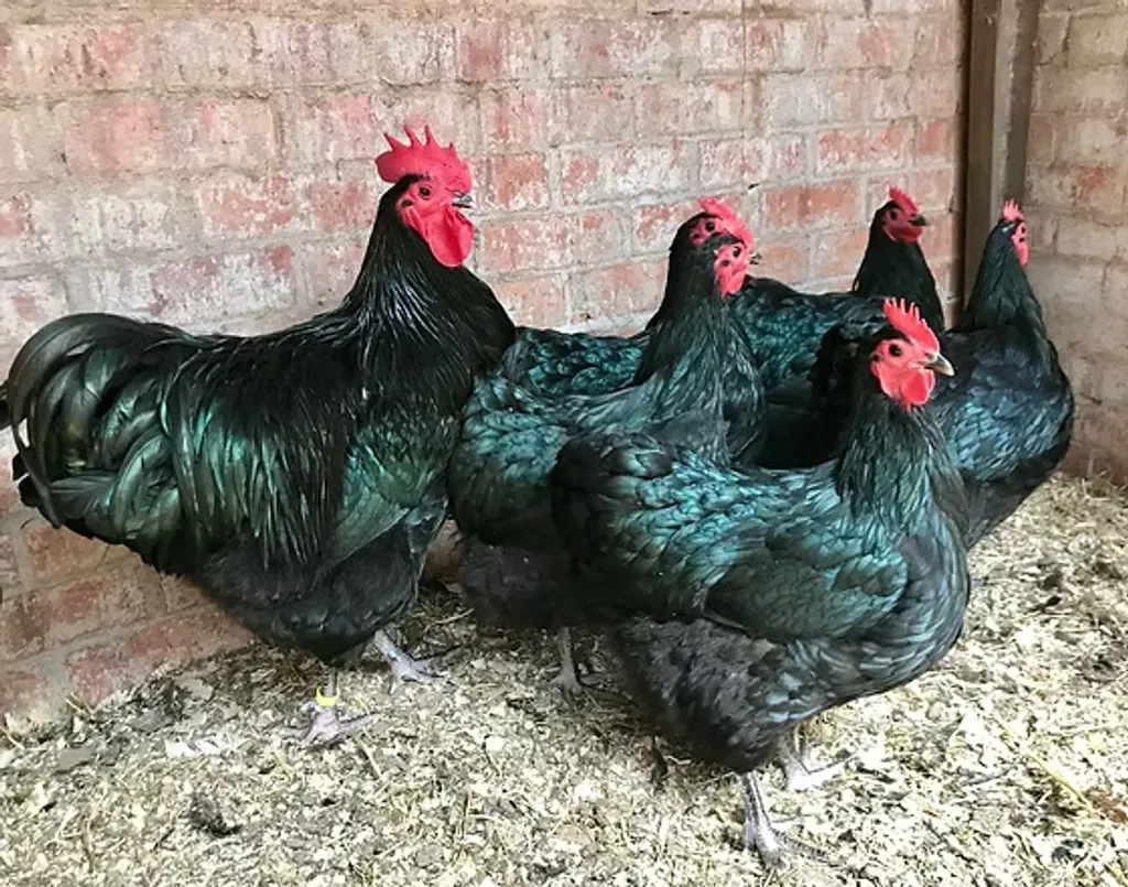 ഓസ്‌ട്രേലിയൻ പുരുഷന്മാരുടെ ആവറേജ് ഹൈറ്റ് 175cm ണ് മുകളിലാണ്. പെണ്ണുങ്ങളുടേത് ഏതാണ്ട് 165 ഉം. ഈ ഉയരം ഇവിടത്തെ കോഴികൾക്കും ബാധകമായിരിക്കണം. 