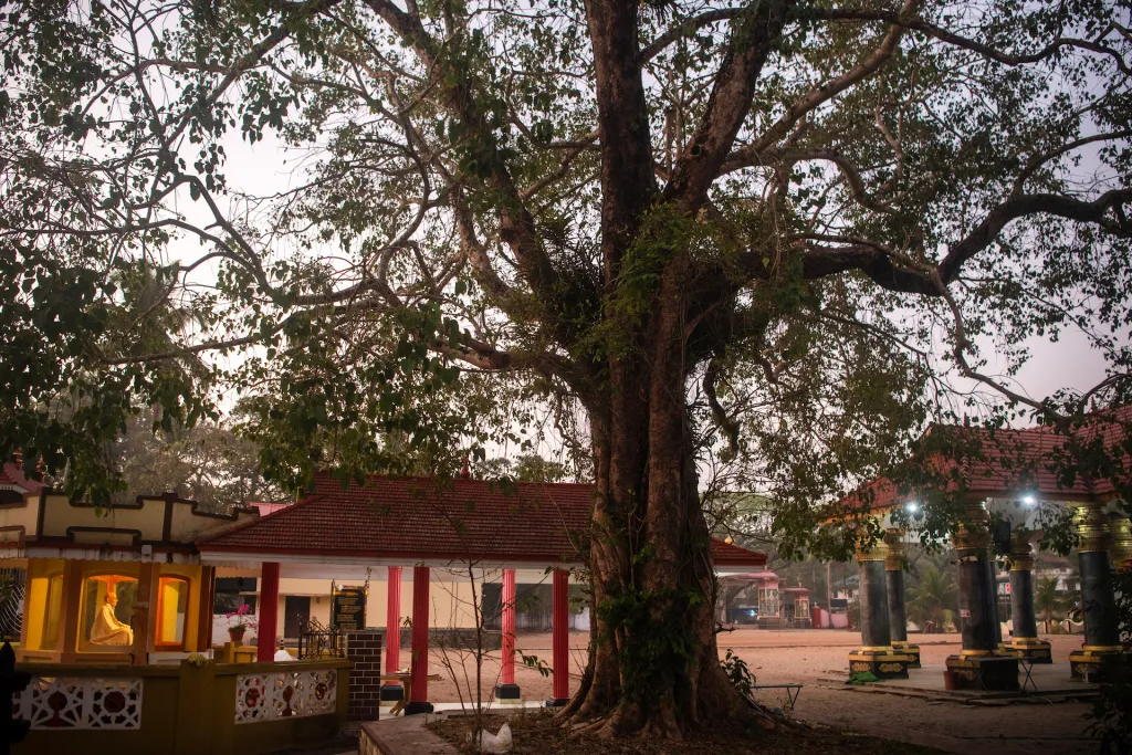 ഗുരു ഇരുന്ന ആലിനരികിൽ രാത്രി കുറച്ചുനേരമിരുന്നു. ഗുരു അന്ന് വന്ന സമയം വെറുതെ മനസ്സിൽ ചിന്തായാൽ വരച്ചുനോക്കി. 