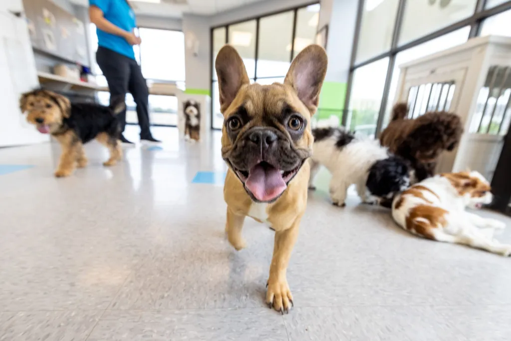 ഒരു വളർത്തുമൃഗത്തെ വളർത്തുമൃഗമാക്കുന്നത് എന്താണ് എന്നും എന്തിനാണ് വളർത്തുന്നതെന്നും അന്വേഷിക്കുമ്പോൾ സഹജീവികളുടെ സാന്നിധ്യം പ്രത്യേകിച്ച് ബന്ധങ്ങളെ രൂപപ്പെടുത്തുകയും പരിമിതപ്പെടുത്തുകയും ചെയ്യുന്നുവെന്ന് മനസ്സിലാക്കാം.