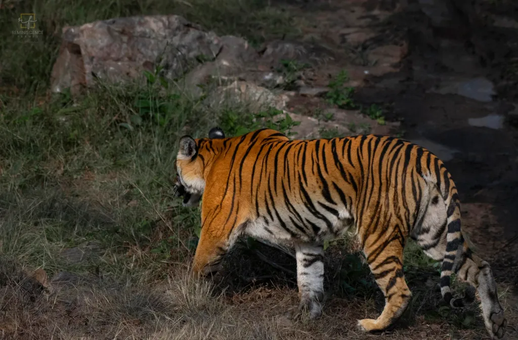 മനുഷ്യർ മനുഷ്യർക്കുവേണ്ടി സൃഷ്ടിക്കുന്ന ഇത്തരം നിയമങ്ങളുടെ സന്ദർഭത്തിൽ എത്രത്തോളം മൃഗാവകാശപ്രശ്നങ്ങൾ സംരക്ഷിക്കപ്പെടുന്നുവെന്നത് ആലോചനാവിഷയമാണ്.