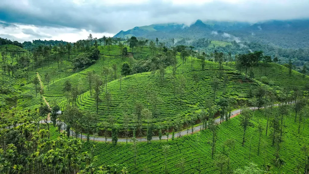 1950 മുതൽ വയനാടിന്റെ 1,812 ചതുരശ്ര കിലോമീറ്റർ വിസ്തീർണ്ണമുള്ള വനപ്രദേശത്തിന്റെ മൂന്നിൽ രണ്ട് ഭാഗവും തോട്ടങ്ങളായി  മാറ്റിയിട്ടുണ്ട്. 