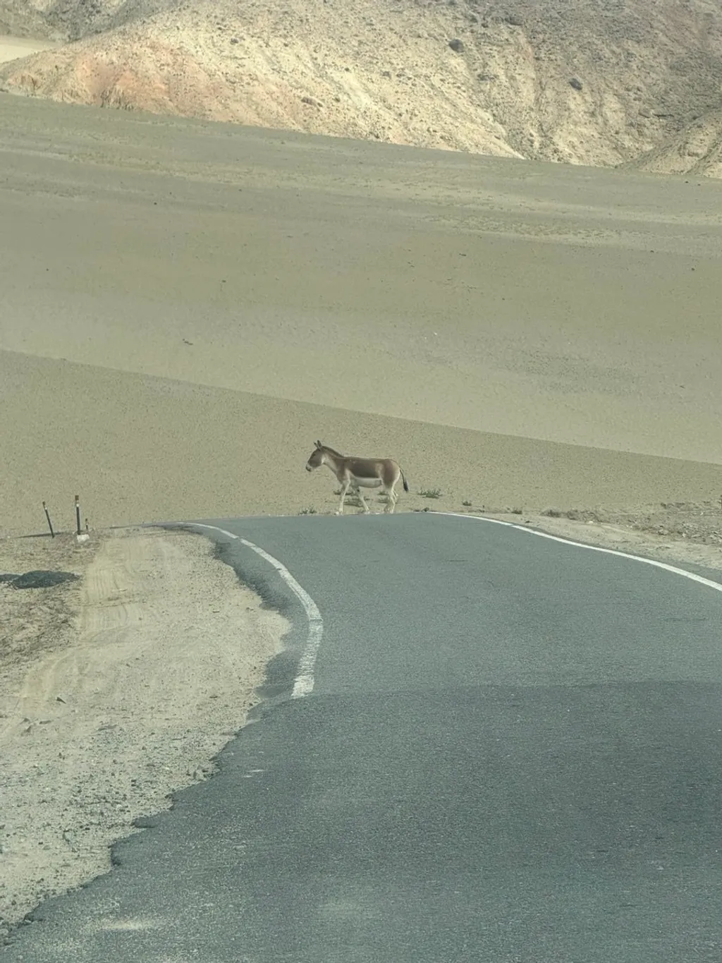 സിന്ധു നദീതീരത്തിലൂടെയുള്ള യാത്രയ്ക്കിടെ നദീതീരത്ത് ധാരാളം കാട്ടുകുതിരകളെയും കഴുതകളെയും വ്യത്യസ്തമായ പക്ഷികളെയും  കണ്ടു.  