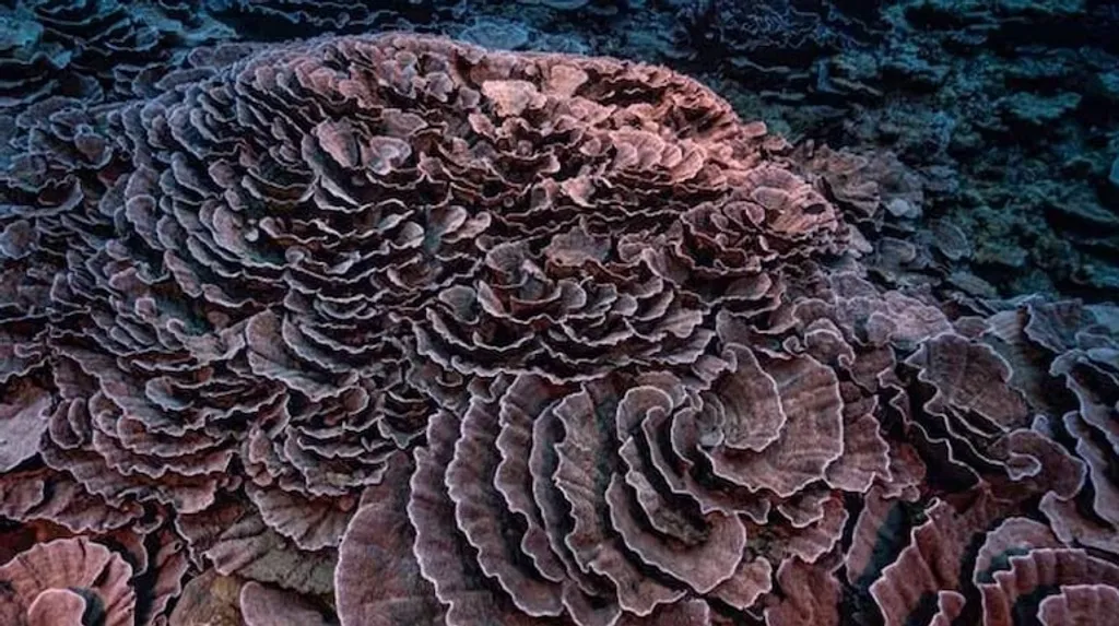 Image Source: MC World Desk, “Coral reefs cross a tipping point - why scientists say this changes everything”, October 14, 2025.