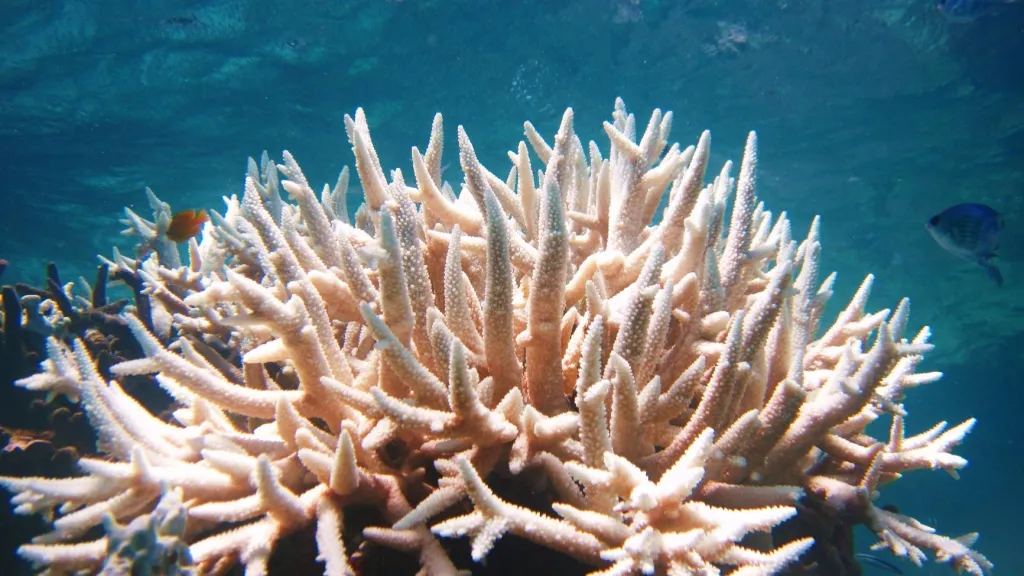 Image Source : Doyle Rice, USA TODAY, “Coral reef collapse drives world across first climate tipping point. 