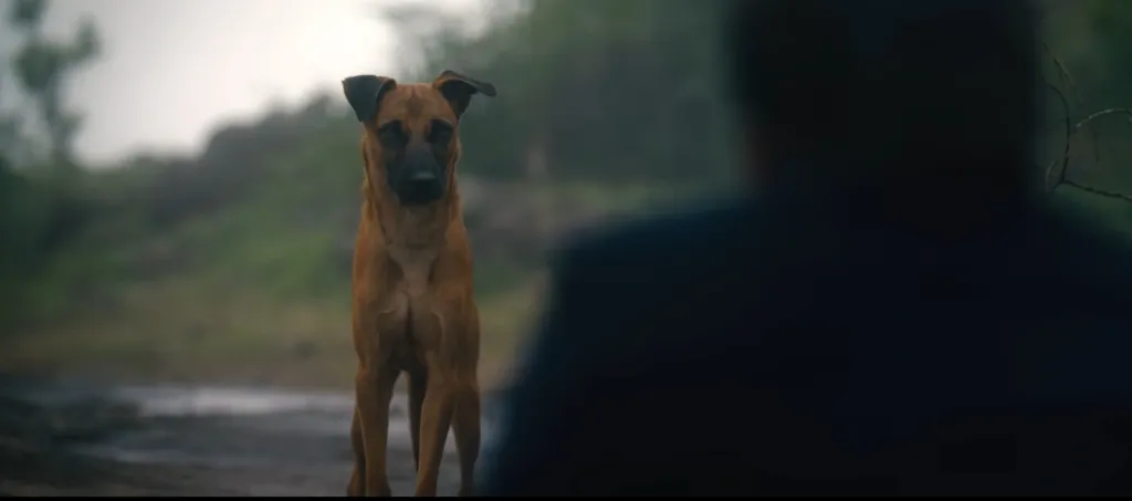 കഥാപാത്രങ്ങളുടെ മാനസികാവസ്ഥ, സാമൂഹിക-വർഗ്ഗ സൂചകങ്ങൾ, വർഗ്ഗപരമായ വേർതിരിവുകൾ, സ്നേഹബന്ധത്തിലെ സ്വാർത്ഥത, അധികാരം, നിയന്ത്രണം തുടങ്ങിയ സാമൂഹിക യാഥാർത്ഥ്യങ്ങളെ നായ്ക്കൾ പ്രതിഫലിപ്പിക്കുന്നുണ്ട്. 