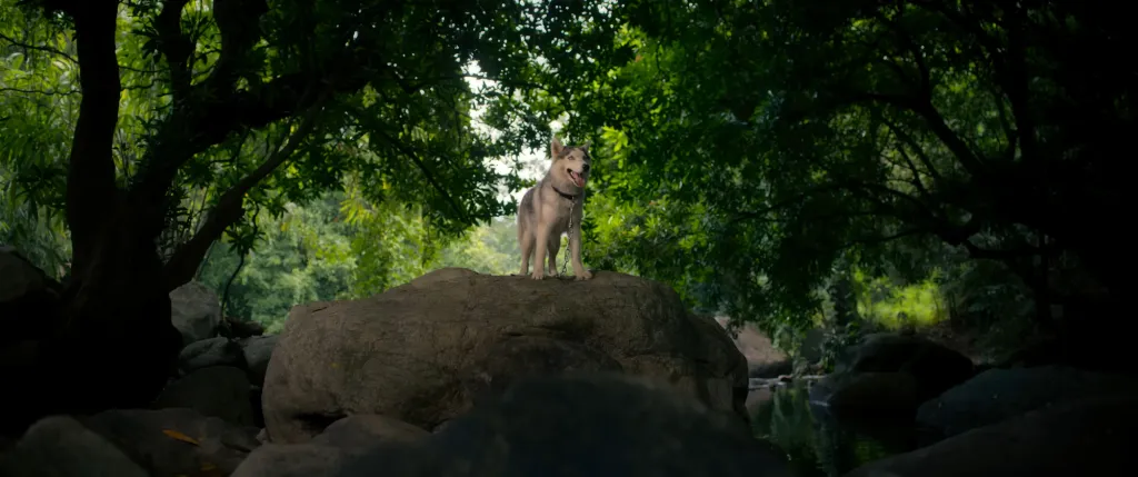 ‘എക്കോ’ (Ēkō) എന്ന, മലയാളത്തിലിറങ്ങിയ പാൻ ഇന്ത്യൻ ത്രില്ലർ മൂവീയിൽ സ്ത്രീകഥാപാത്രം പുരുഷകാമനകളുടെ ഓണർഷിപ്പ് തടവിലാണ്. അവൾക്ക് കാവലായി അഞ്ചാറു നായ്ക്കളുമുണ്ട്.