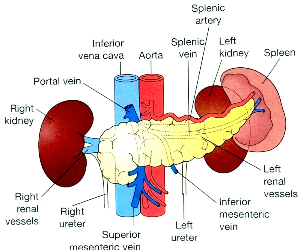 മനുഷ്യശരീരത്തിൽ വയറിനുള്ളിൽ പുറകിലത്തെ ഭിത്തിയോടു ചേർന്നിരിക്കുന്ന രീതിയിൽ നിലകൊള്ളുന്ന ഒരു അവയവമാണ് പാൻക്രിയാസ്. പാൻക്രിയാസുമായി വളരെ അടുത്തും ബന്ധപ്പെട്ടും പ്രധാനപ്പെട്ട പല അവയവങ്ങളും സ്ഥിതിചെയ്യുന്നു.