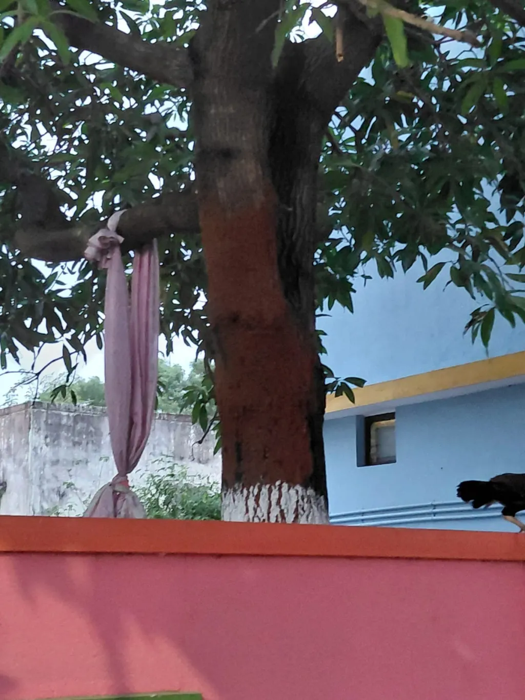 വെങ്കടഗിരിയിൽ നെയ്ത്തുഗ്രാമത്തിനോട് ചേർന്ന് ഫ്രാൻസിസ് പുണ്യാളന്റെ പേരിലുള്ള ദേവാലയത്തിൽ വിശ്വാസികൾ ഒരുക്കിക്കൂട്ടിയ തുണികൊണ്ടുള്ള നക്ഷത്രം നല്ലൊരു കാഴ്ചയാണ്. 