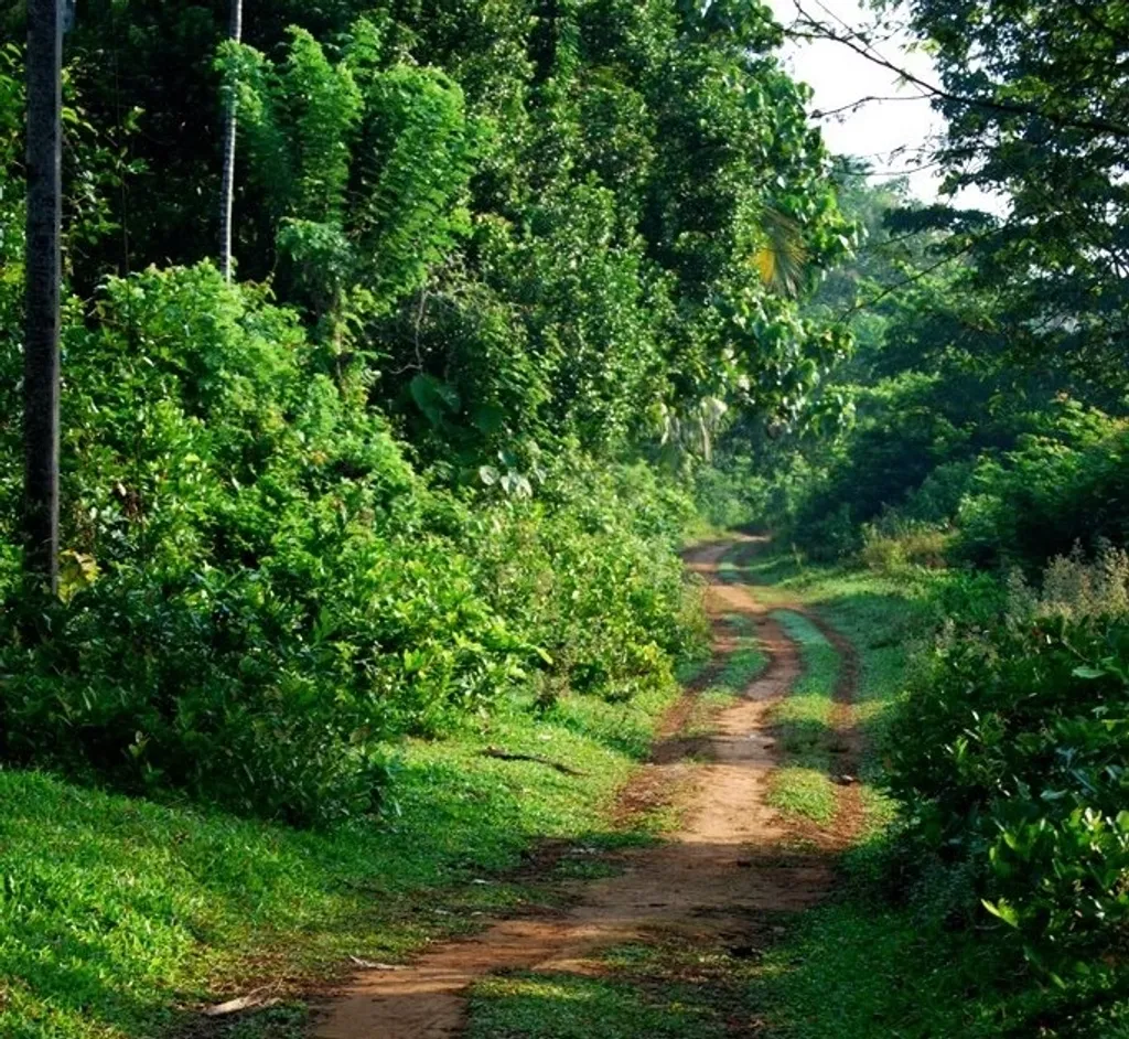 നാട്ടുവഴിയിലൂടെ സ്വസ്ഥവും സമാധാനവുമായി പലവിധ ആലോചനകളുമായി നടക്കാം.