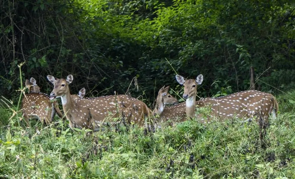 ‘നായാട്ട്’ അവസാനിക്കുന്നത് ഇങ്ങനെയാണ്. വല്ലാതെ നൊമ്പരപ്പെടുത്തുന്ന വല്ലാതെ വെന്ത ഒരു നോവിറച്ചിയുടെ മണം കിട്ടാത്ത ആരുമുണ്ടാകില്ല. ഇത് കാടല്ല എന്നുതന്നെയാണ് പറഞ്ഞുവെയ്ക്കുന്നത്. 