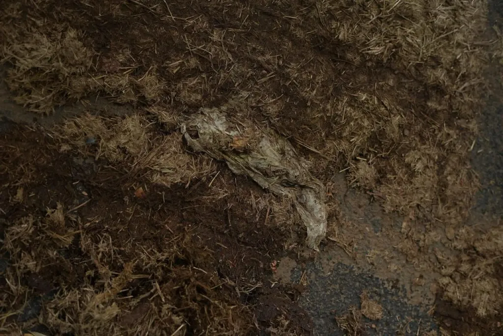 പ്ലാസ്റ്റിക് മാലിന്യമടങ്ങിയ ആനപ്പിണ്ഡം.