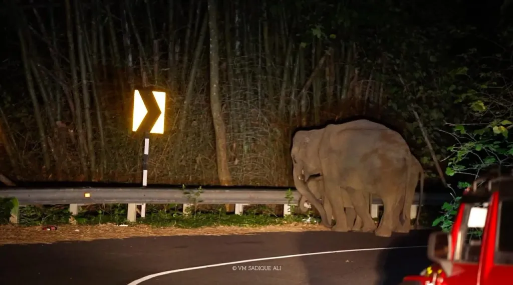 നാടുകാണിച്ചുരത്തിൽ പ്ലാസ്റ്റിക് മാലിന്യം കഴിയ്ക്കുന്ന ആനകൾ